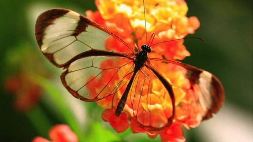 الفراشات تكشف تقنيات جديدة لصناعة الشاشات الرقمية