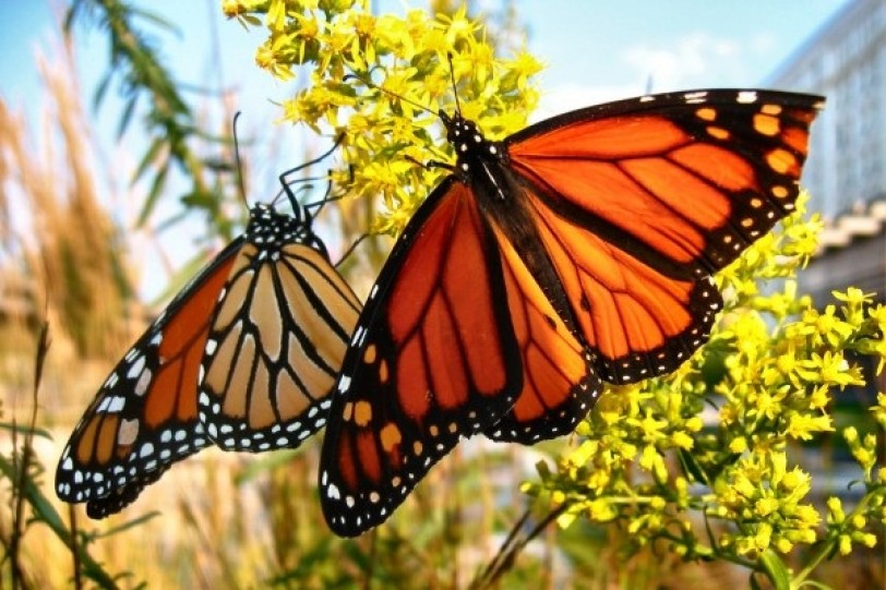 الفراشات الملكية تواجه خطر الانقراض