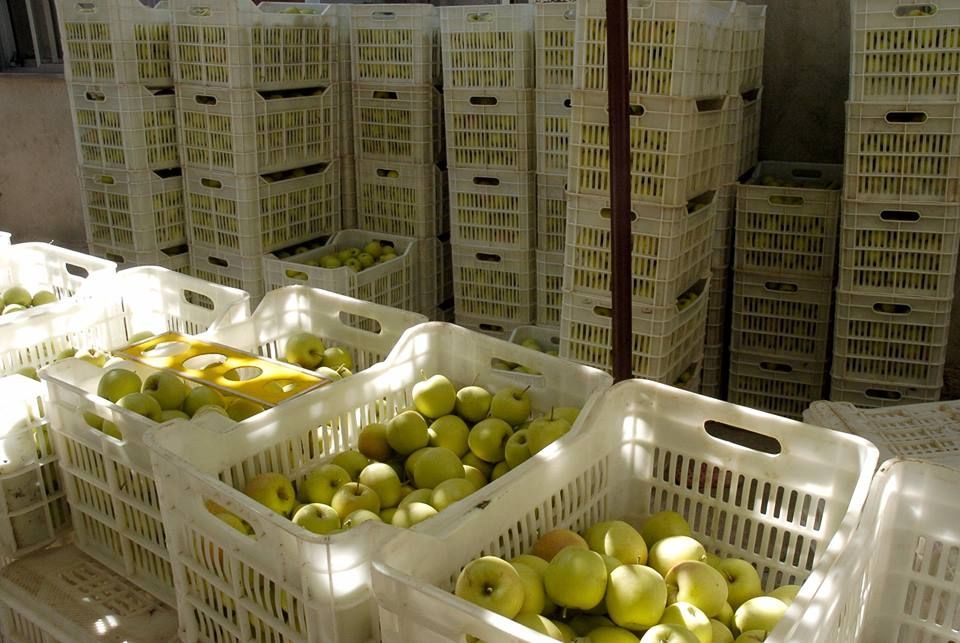 أزمة تسويق التفاح في السويداء.. النهب العلني