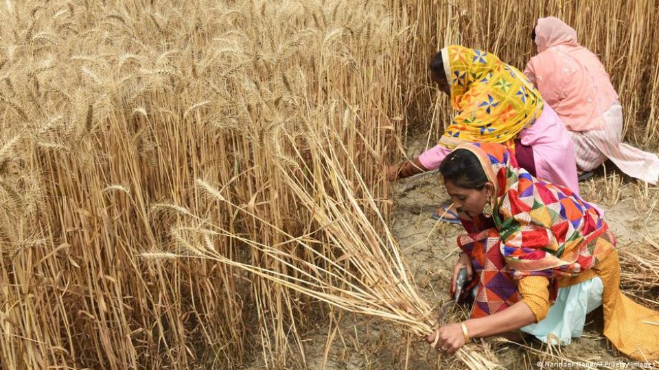 الهند تستثني الدول المحتاجة من قرارها بحظر تصدير القمح