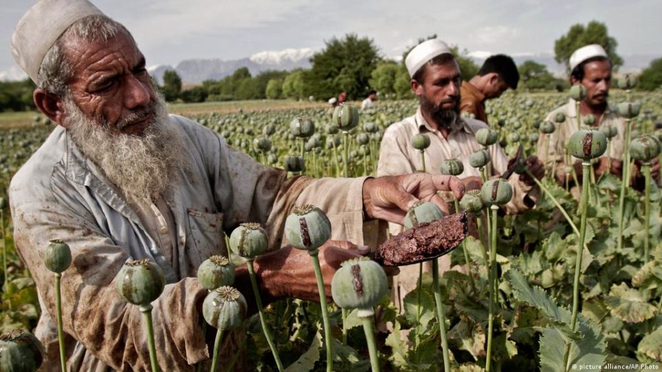 الخارجية الروسية: الغرب يعرقل إيقاف إنتاج المخدرات في أفغانستان