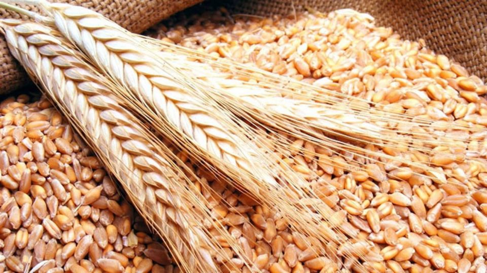 ارتفاع قياسي جديد لأسعار القمح والذرة