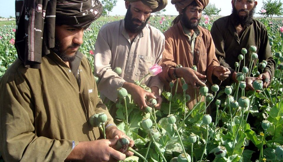 ارتفاع أسعار المخدرات بسبب حظر طالبان لزراعتها