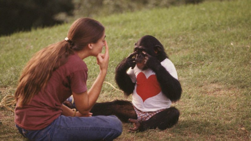 الإنسان والشمبانزي يتعرفان على الوجوه بنفس السرعة