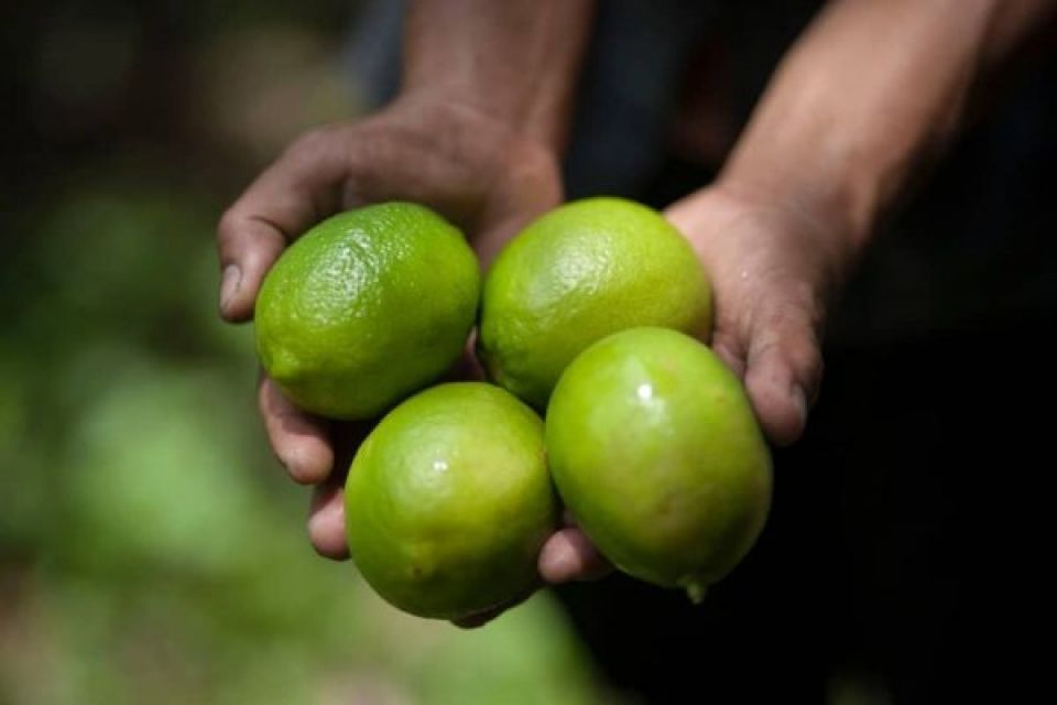 عصير الليمون الإندونيسي بدلاً من المحلي