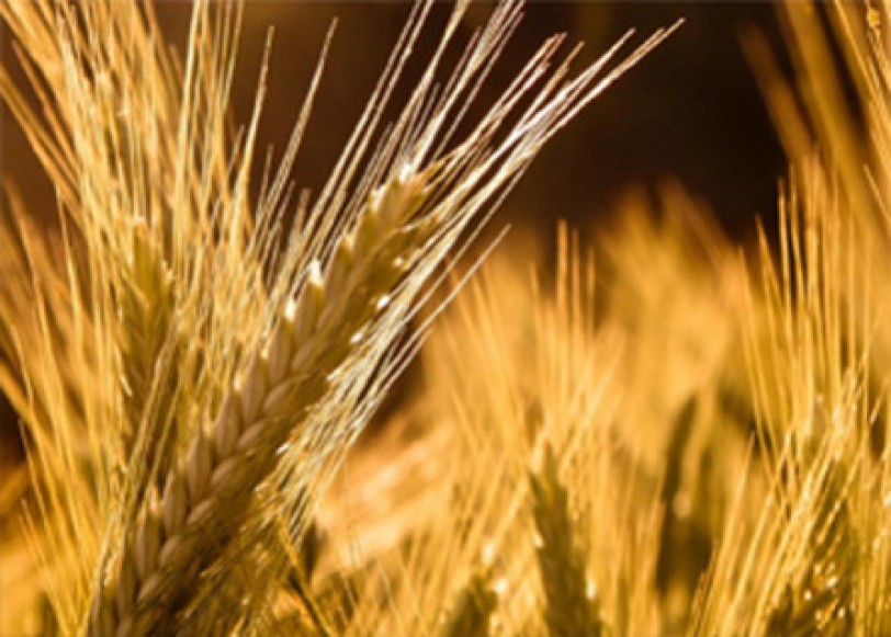 وزارة الزراعة: زراعة 1.2 مليون هكتار من القمح بنسبة تنفيذ 72%