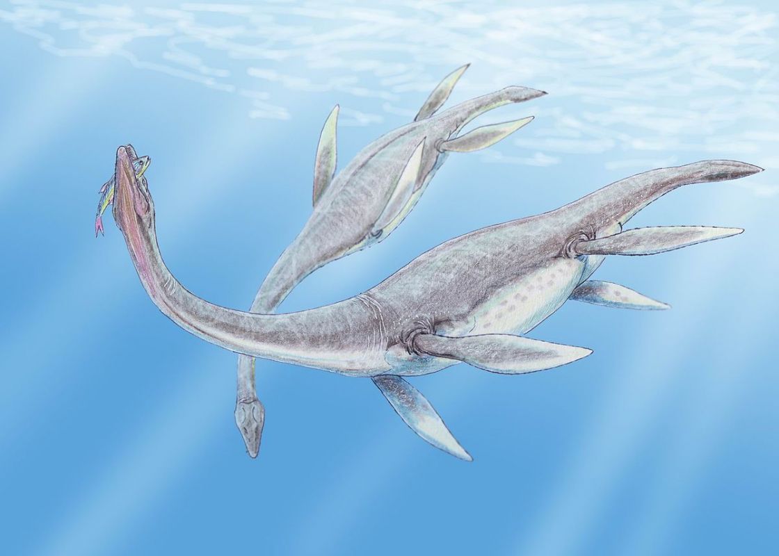 اكتشاف بقايا ديناصور بحري في تدمر عمره 85 مليون سنة