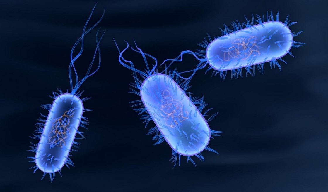 ماذا تفعل الميكروبات في أجسام البشر؟