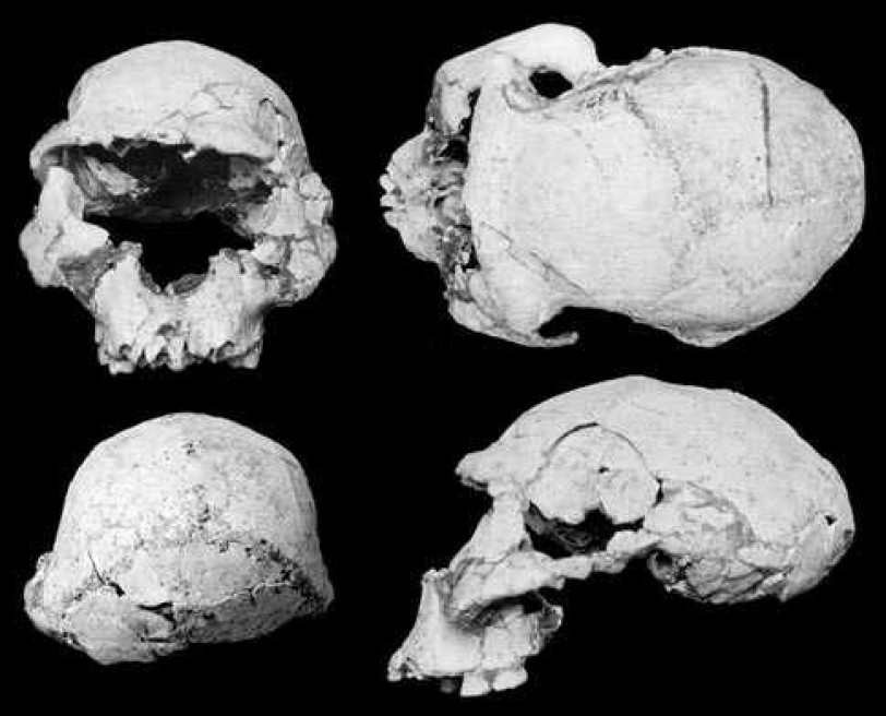 اكتشاف جمجمة في جورجيا قد يدفع لإعادة النظر بتاريخ ظهور الإنسان