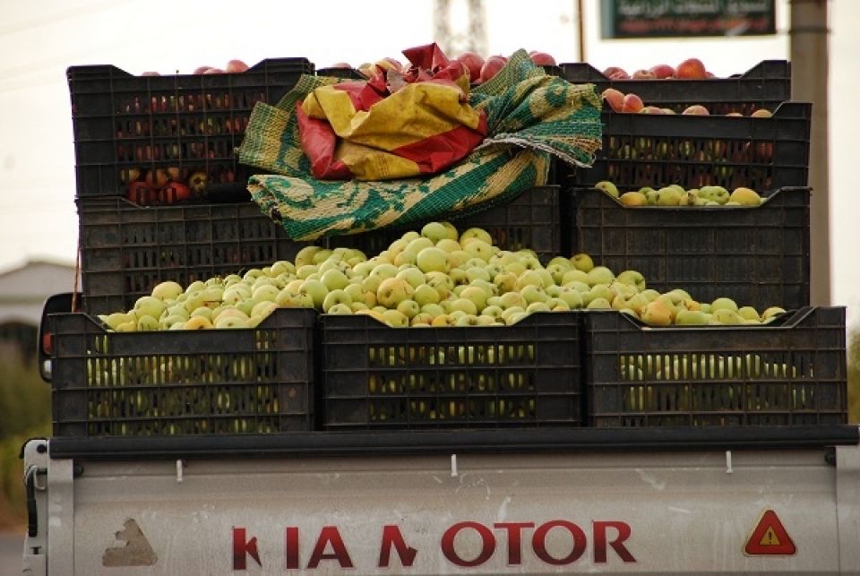 الزراعة في هذا العام.. سعر التفاح في 2016 ينخفض بنسبة 50% والمزارع خاسر