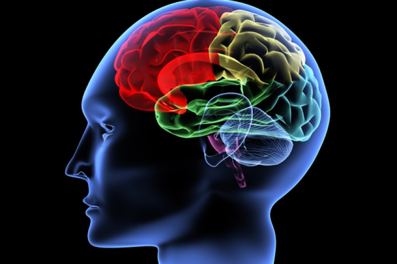 دراسة: الصدأ يعتلي المخ مع تقدم الإنسان في السن