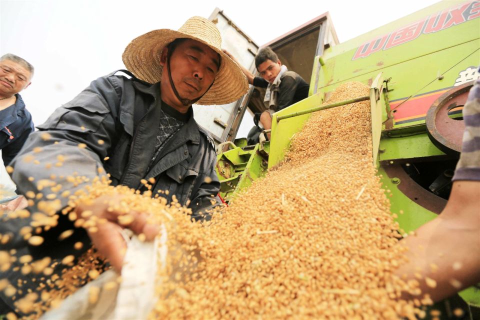 الصين تلغي عقود استيراد القمح من الولايات المتحدة وأستراليا