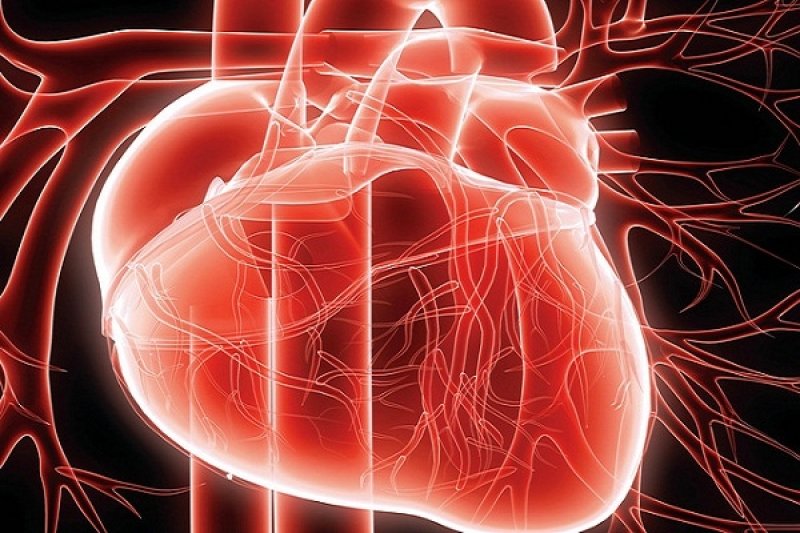 خلايا جذعية لعلاج القلب