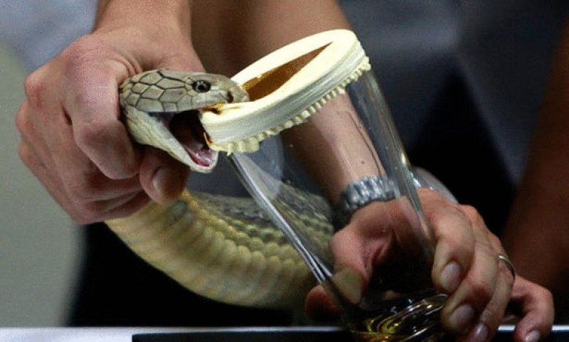 دراسة: سموم الأفاعي تؤخر الشيخوخة