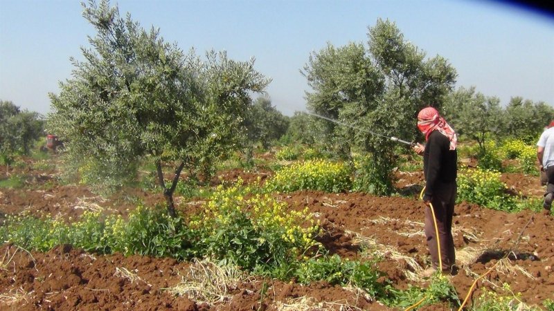 اختبار تأثير المبيدات في خلايا الحشرات في الزجاج