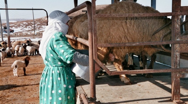 وجدتها: الرؤوس السميكة