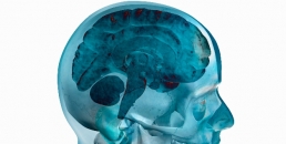 علماء يكتشفون «جزيء التعاسة» في دماغ الإنسان