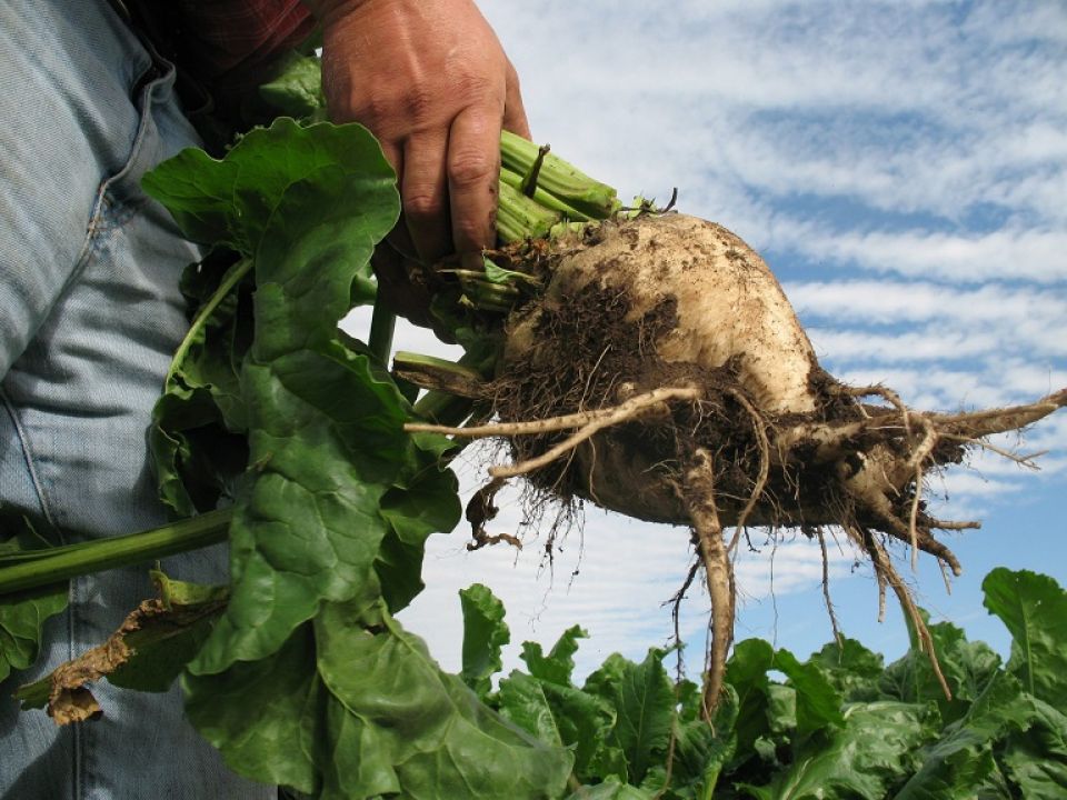 بجرة قلم غير مسؤولة... زيادة مرتقبة على سعر السكر والمنتجات التي يدخل بمكوناتها!