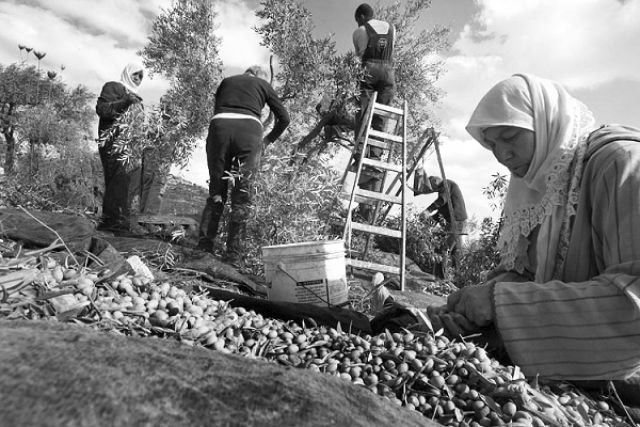 «السوق السوداء» تضيق الخناق على الفلاحين