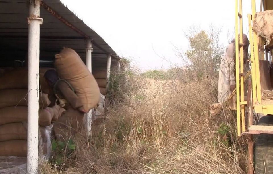 الرقة.. الفلاحون وموسم &laquo;القمح&raquo; في الأزمة