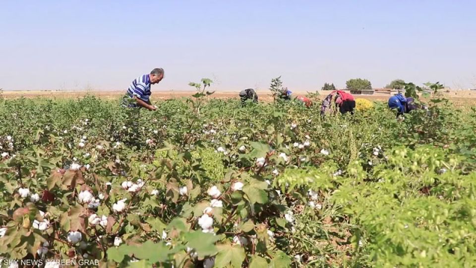 &laquo;الذهب الأبيض&raquo; السوري بين التخلي الرسمي والمخاطر الأجنبية... ضرورة استعادة الدولة لدورها