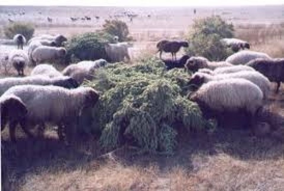 منذ ما قبل الخمسينيات.. اقتحام محميات البادية السورية مستمر ويكلف المليارات