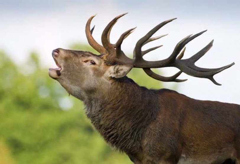тема оленя. большерогий олень вымерший. маралы горный алтай. эйктюрнир олень. тема оленя.