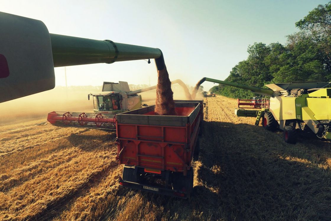 مصر تشتري 115 ألف طن من القمح الروسي