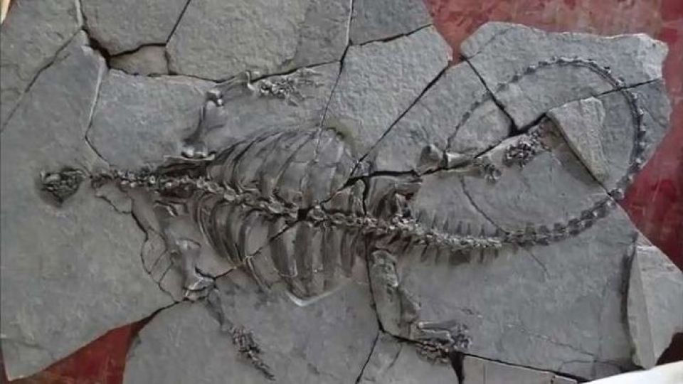 أقدم ورم سرطاني