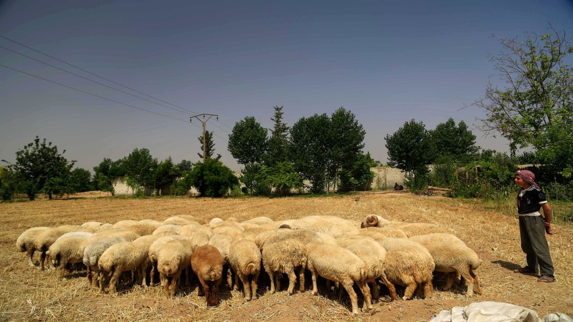 شركات محظية تحتكر استيراد وتصدير الأغنام والعجول!