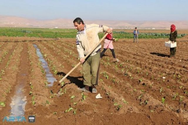 الصقيع يضرب مزروعات الخضار في دير الزور