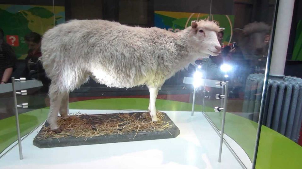 ذكريات الجدل حول استنساخ النعجة &laquo;دوللي&raquo;