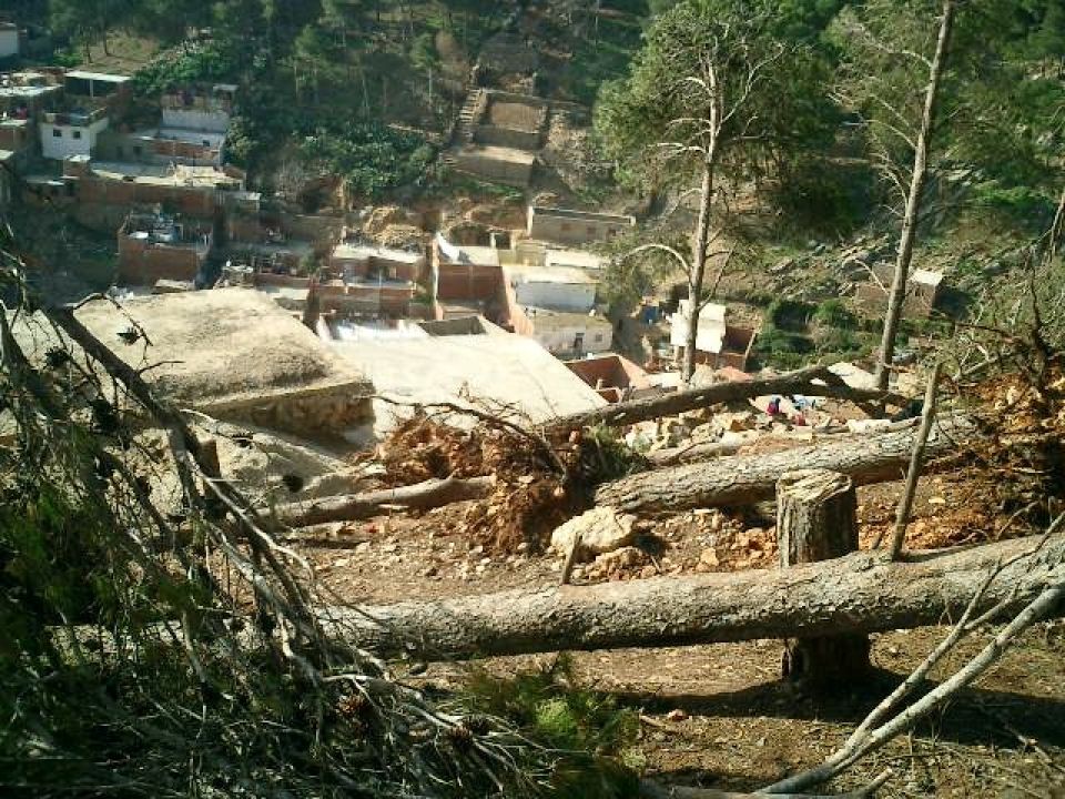 أشجارنا وغاباتنا وقود لنار الشتاء  أزمة المازوت تدفع المواطن للبحث عن بدائل غير مشروعة