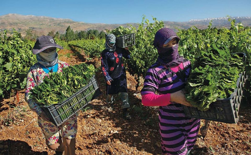 الزراعة السورية بلا عمال