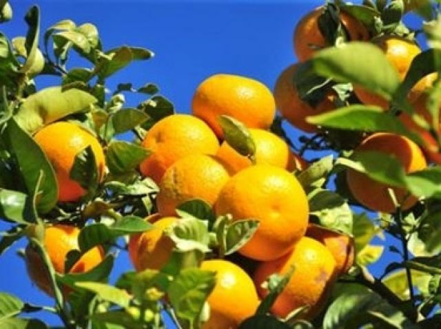 لآلىء الساحل تراها العيون وقد حال من دونها الفاسدون