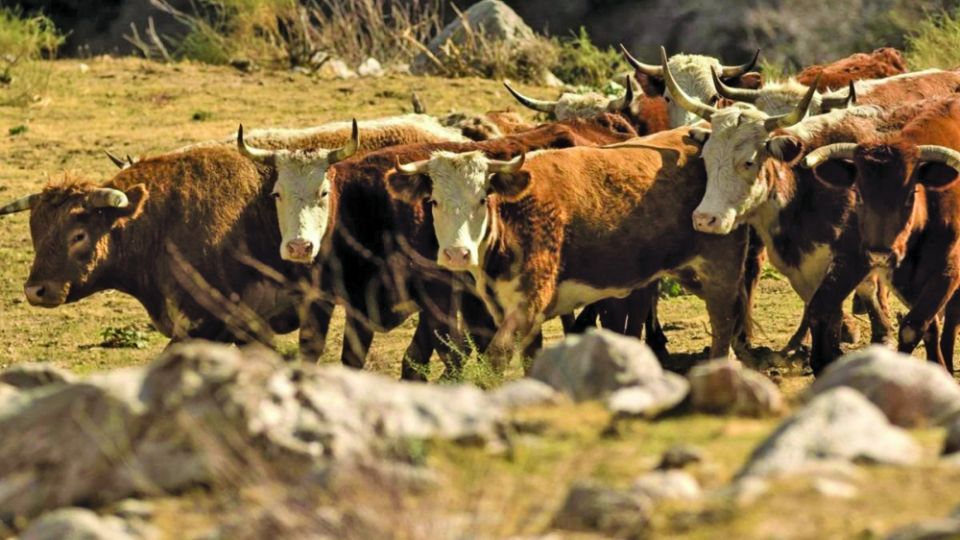 استدامة الطعام في عالم متغيّر المناخ