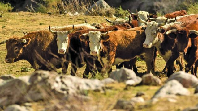 استدامة الطعام في عالم متغيّر المناخ