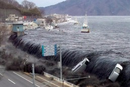 زهرة&laquo;عباد الشمس&raquo; قادرة على امتصاص الإشعاعات النووية