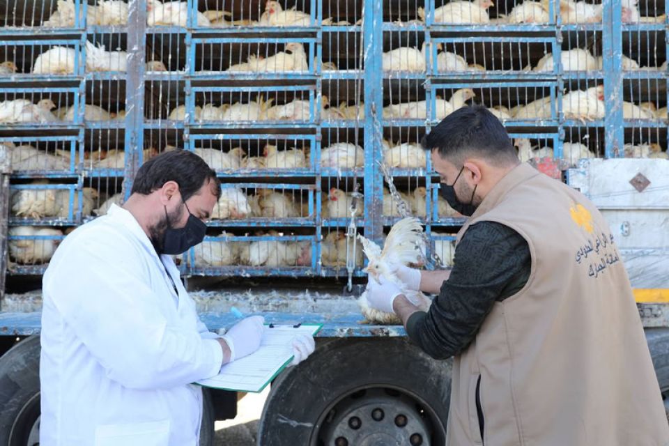 من يدفع الثمن في أزمة اللحوم والفروج؟