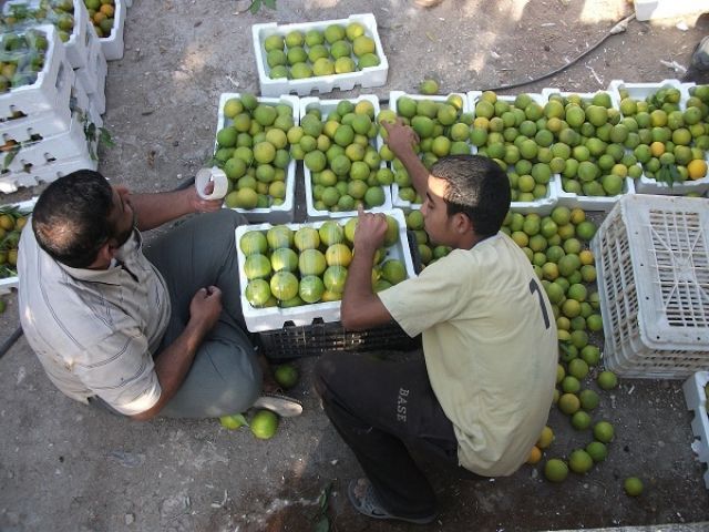 نعمة أم نقمة؟!.. الفلاح يدفع ثمن فائض الحمضيات