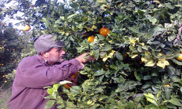 هل من التباس في الدور الرسمي تجاه الحمضيات؟