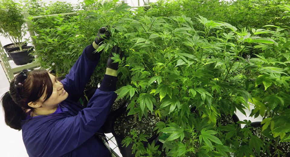 !إدارة أوباما خلقت ملاذا آمنا لصناعة الماريجوانا في ولايات أمريكية