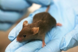 دراسة: تخليق 600 نسخة جينية متطابقة لفأر