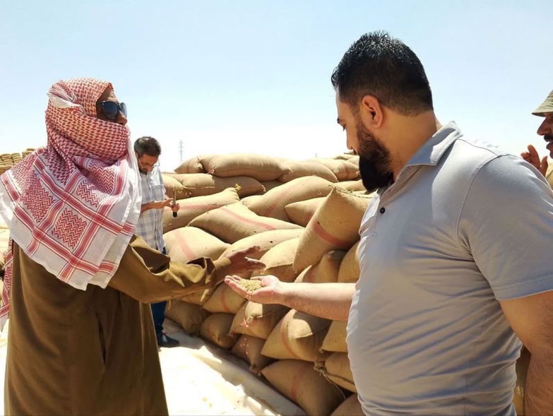 مزارعو المنطقة الشرقية يتحدثون عن تكاليف زراعة القمح