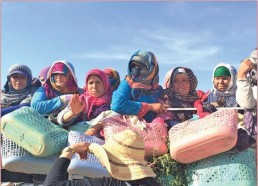 العاملات الزراعيات في تونس ضحايا التمييز.. والحوادث