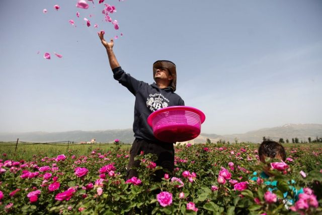 الذهب الوردي في التراث العالمي!