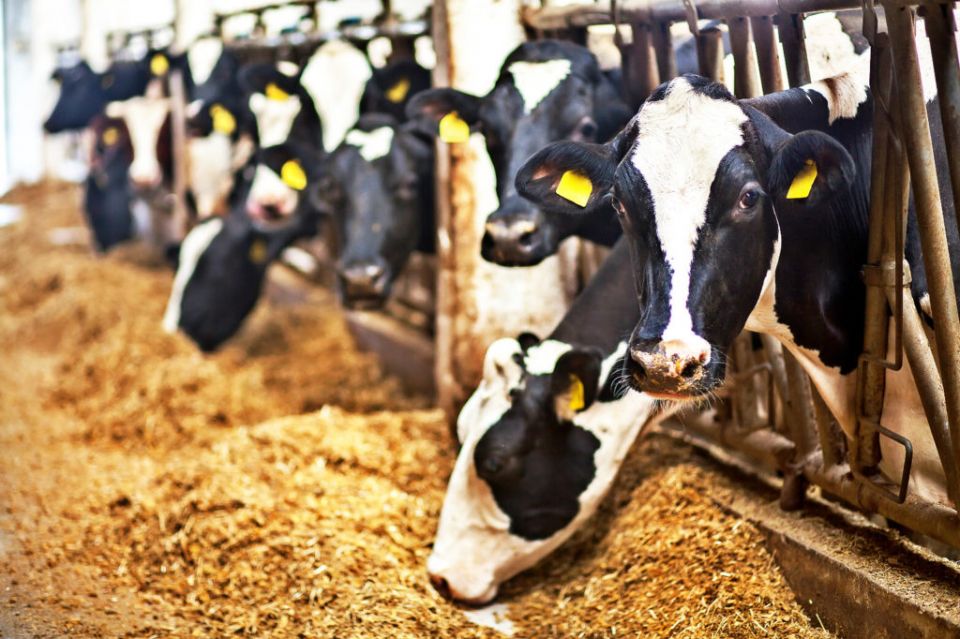 10 نقاط تبيّن مدى الدمار الذي تسببه صناعة الشركات الكبرى للحوم...