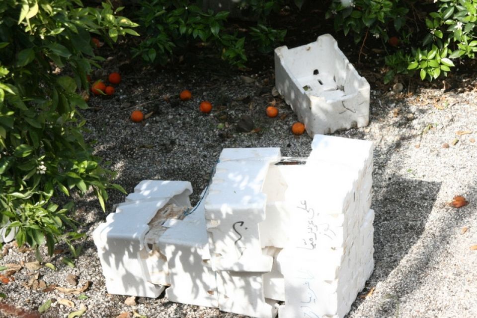 موسم الحمضيات.. المنتج أقل الرابحين