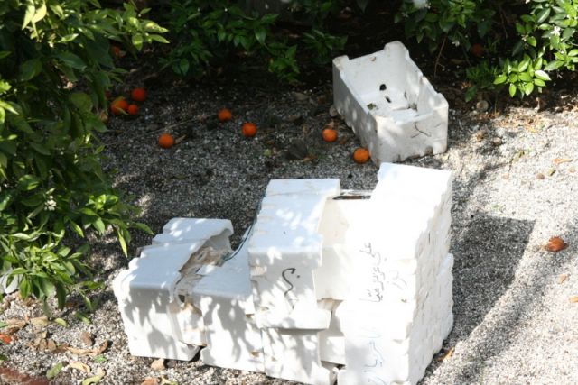 موسم الحمضيات.. المنتج أقل الرابحين