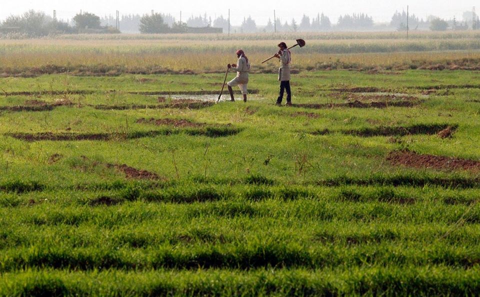 مأساة جديدة يتعرض لها الإنتاج الزراعي